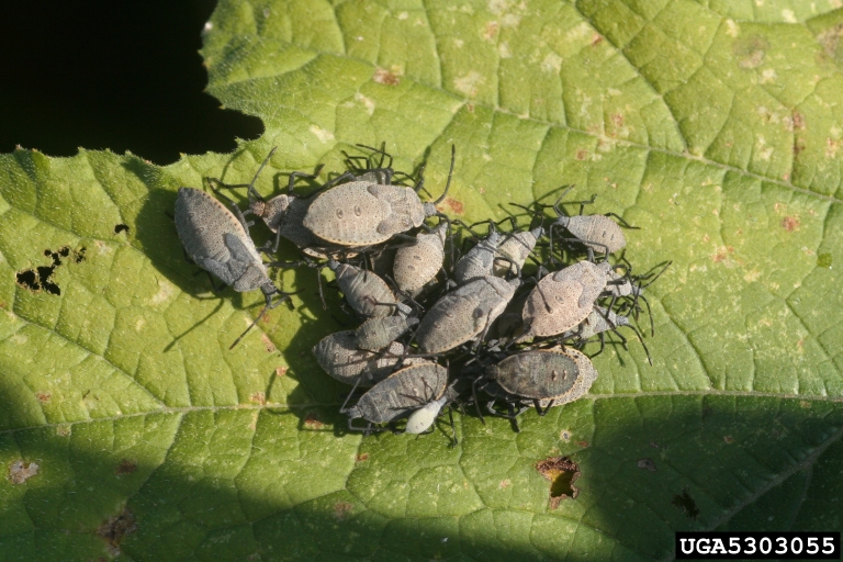 Group of squash bug nymphs clustered on a leaf, showing their early growth stage